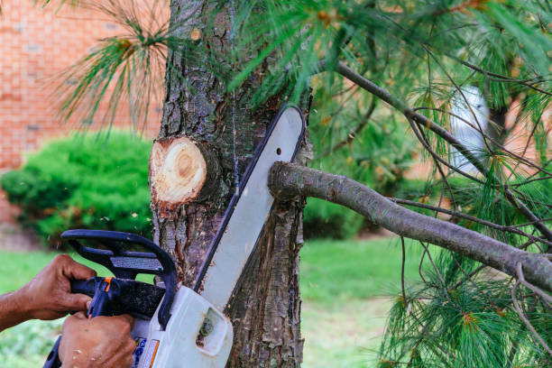 Best Tree Maintenance Programs  in Port Orange, FL